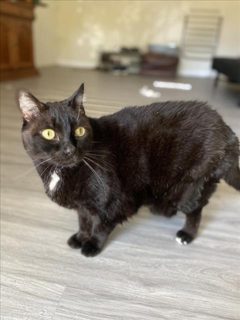 Enlarge NAVARRO, a Adoptable Domestic Short Hair in Derwood, MD image 1/1