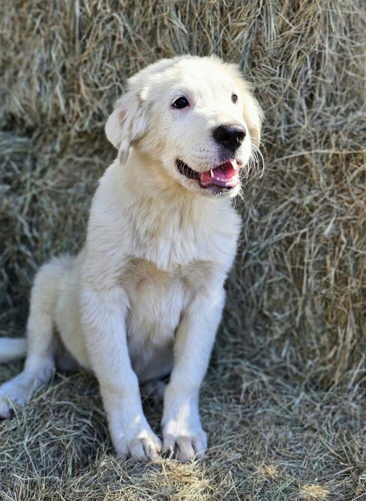 Enlarge Hugo, a Adoptable mixed breed in Nokomis, FL image 2/2