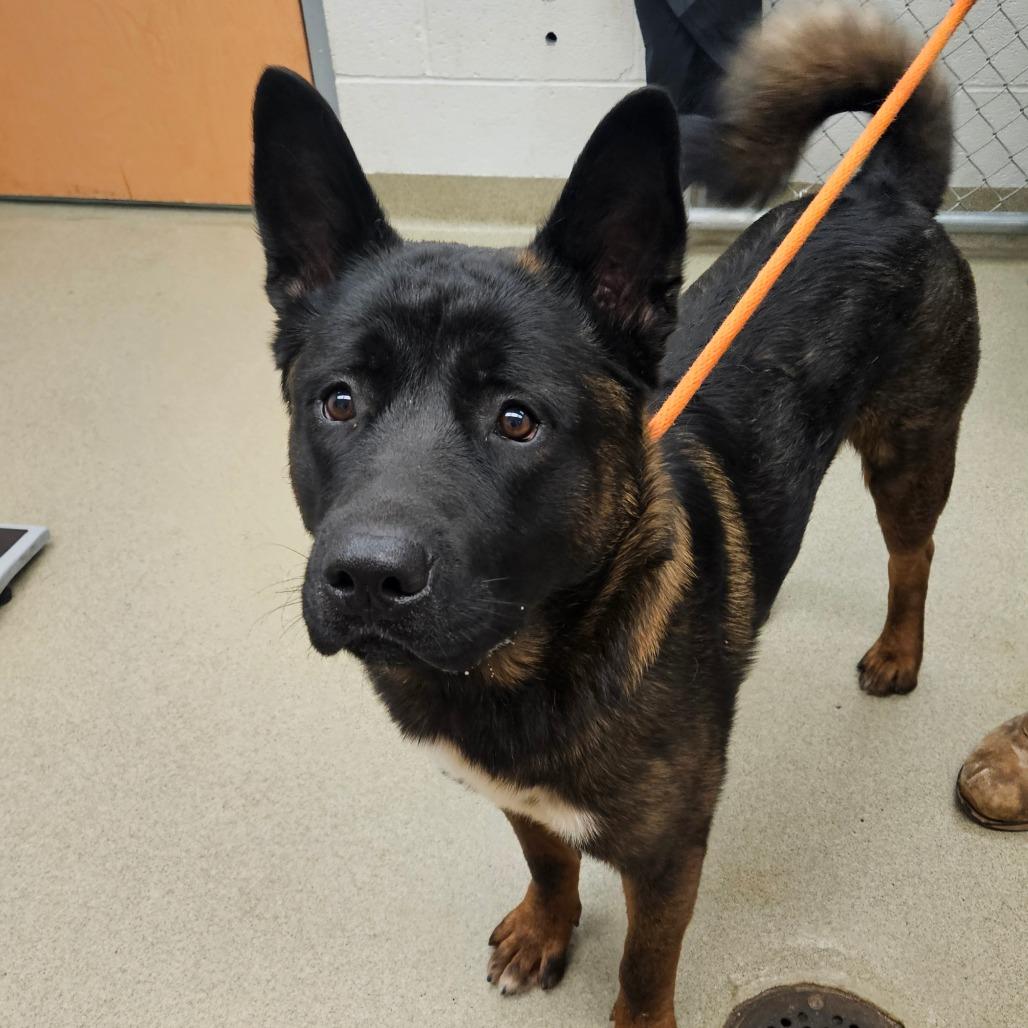 Merlin, Adoptable, Young Male Akita & Rottweiler.