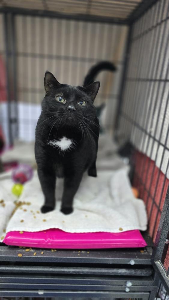 Blackie, a Adoptable mixed breed in Mishawaka, IN image 1/5