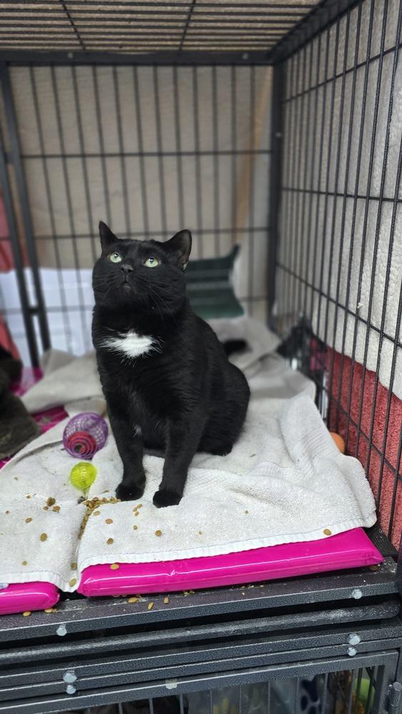 Blackie, a Adoptable mixed breed in Mishawaka, IN image 2/5
