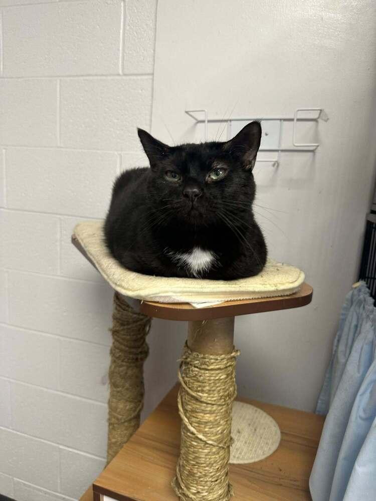 Blackie, a Adoptable mixed breed in Mishawaka, IN image 3/5