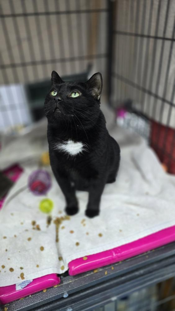 Blackie, a Adoptable mixed breed in Mishawaka, IN image 4/5