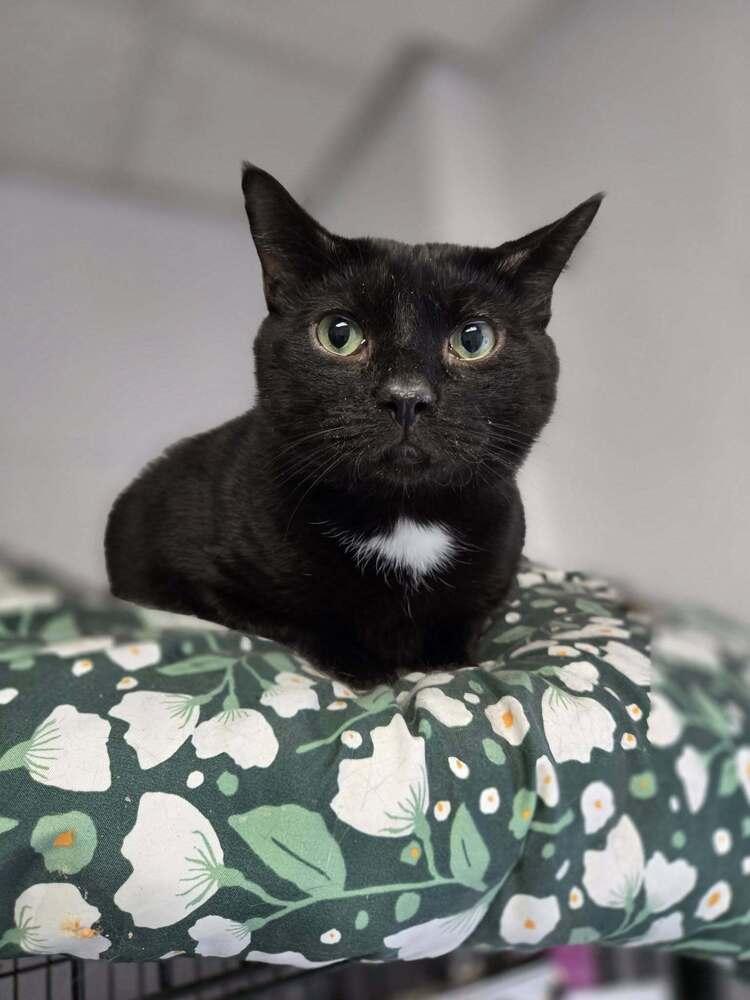 Blackie, a Adoptable mixed breed in Mishawaka, IN image 5/5