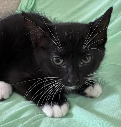 Enlarge Bootsie, a Adoptable Domestic Short Hair in Quakertown , PA image 1/4