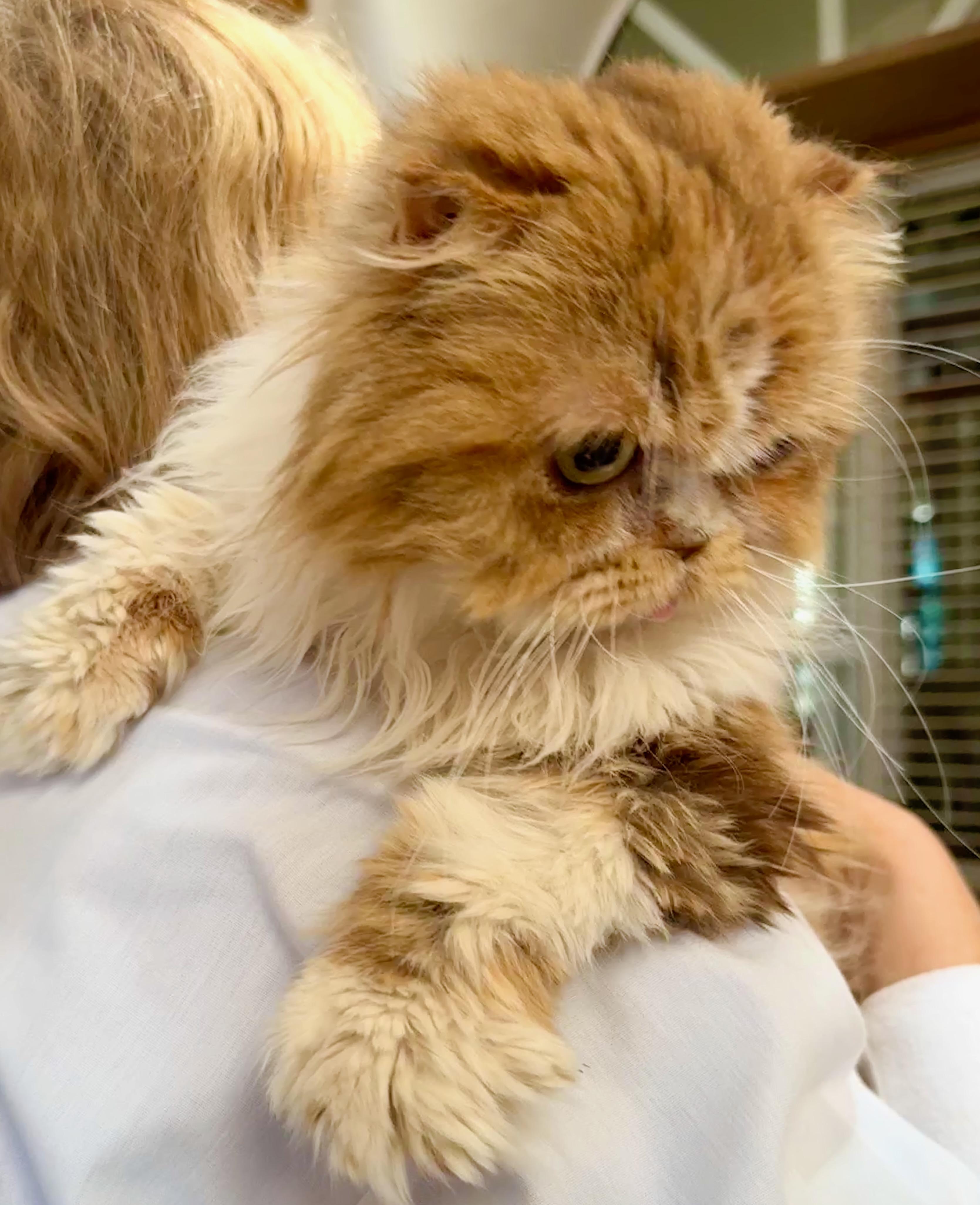 Stella, a ADOPTABLE Scottish Fold in Davis, CA image 3/3