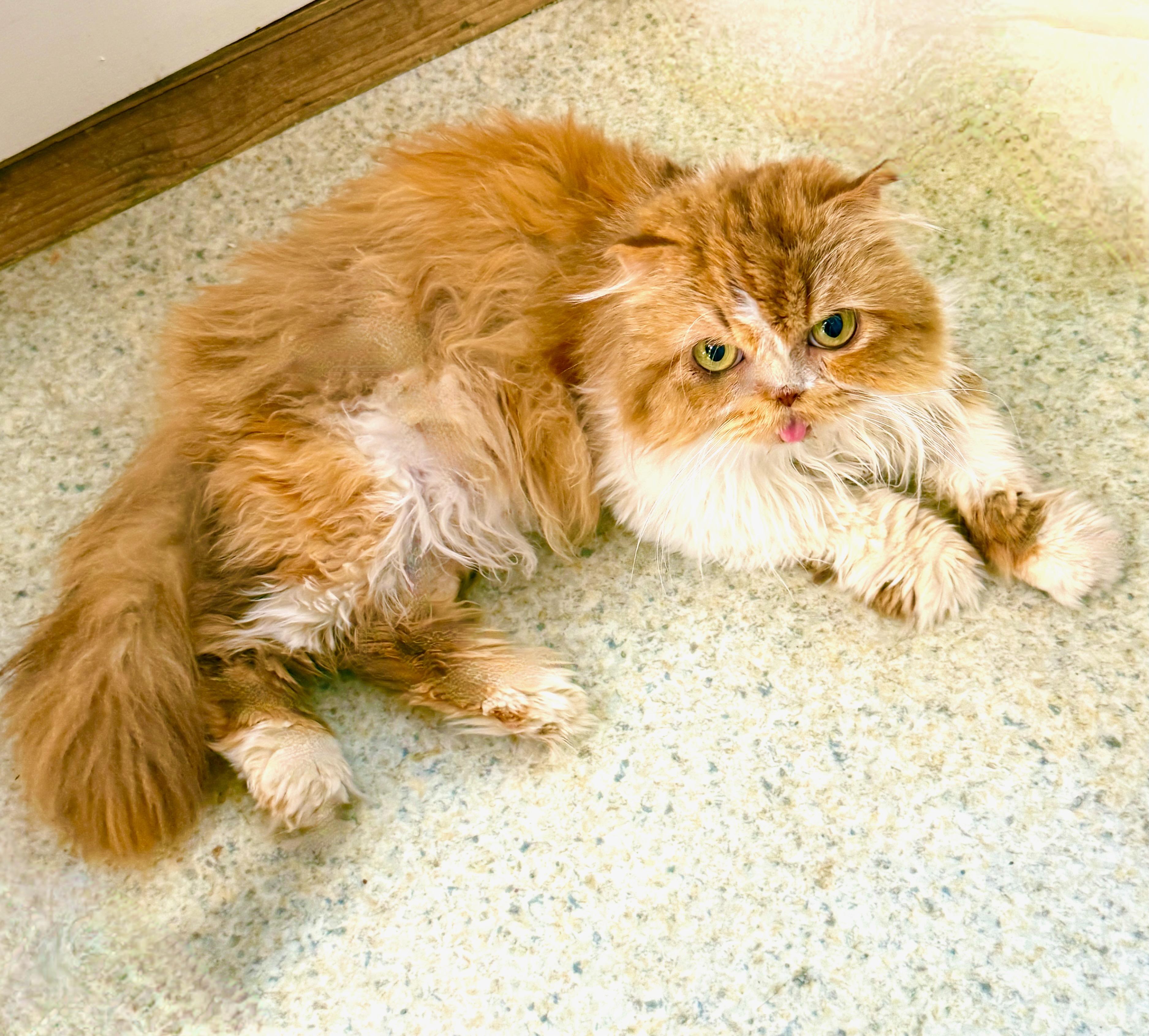 Stella, a ADOPTABLE Scottish Fold in Davis, CA image 2/3
