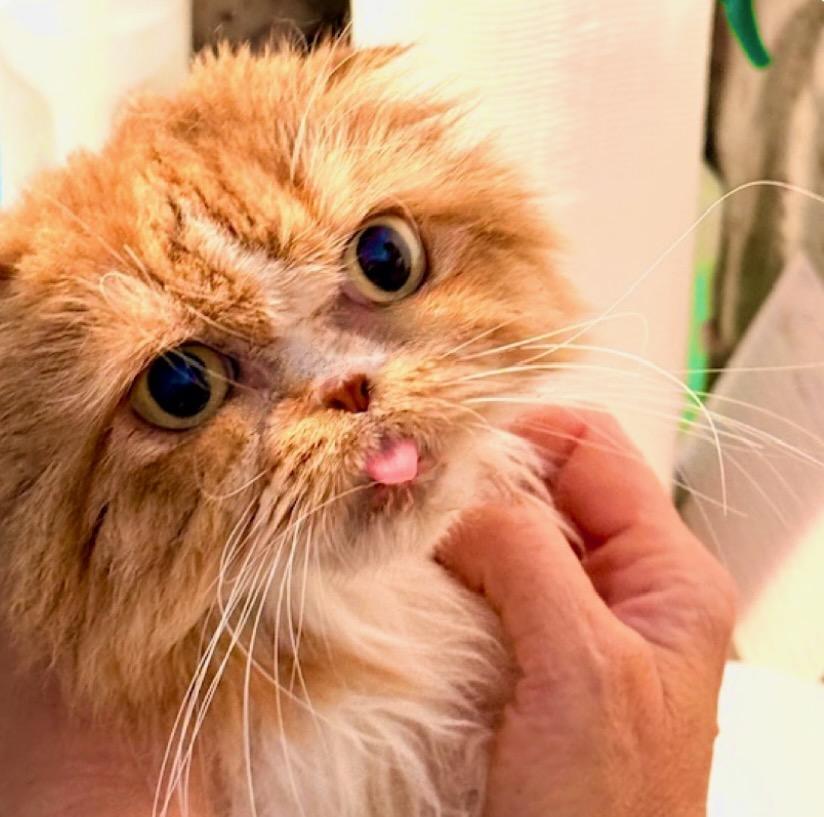 Stella, ADOPTABLE, Adult Female Scottish Fold.