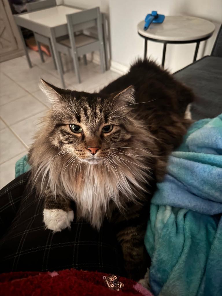 Enlarge Maximus (Max), a Adopted Maine Coon in Fort Myers, FL image 1/1