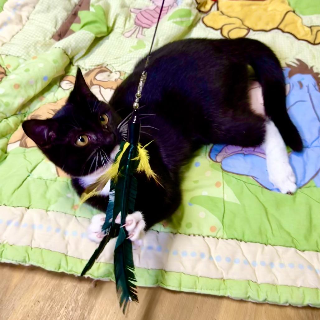 Enlarge Beth, a Adoptable Domestic Short Hair in Franklin, NC image 1/6