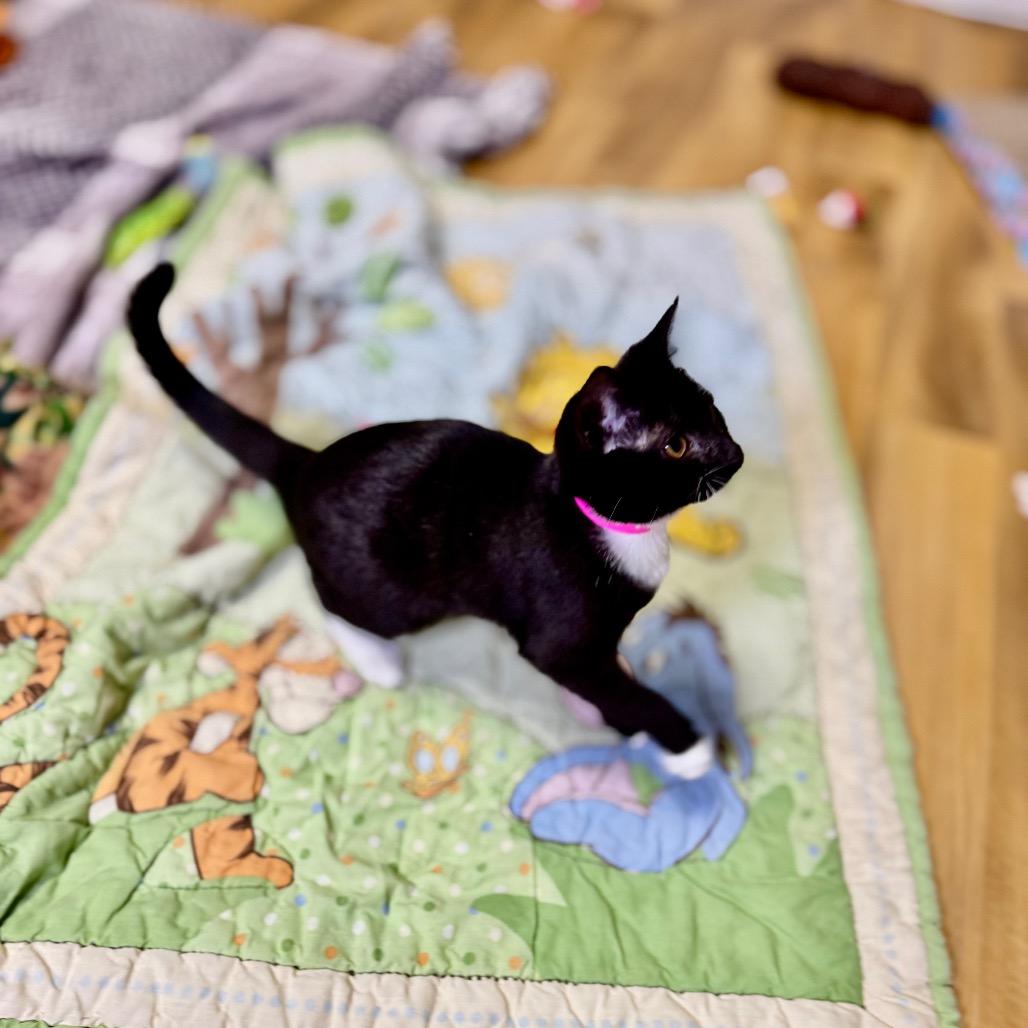 Enlarge Beth, a Adoptable Domestic Short Hair in Franklin, NC image 2/6