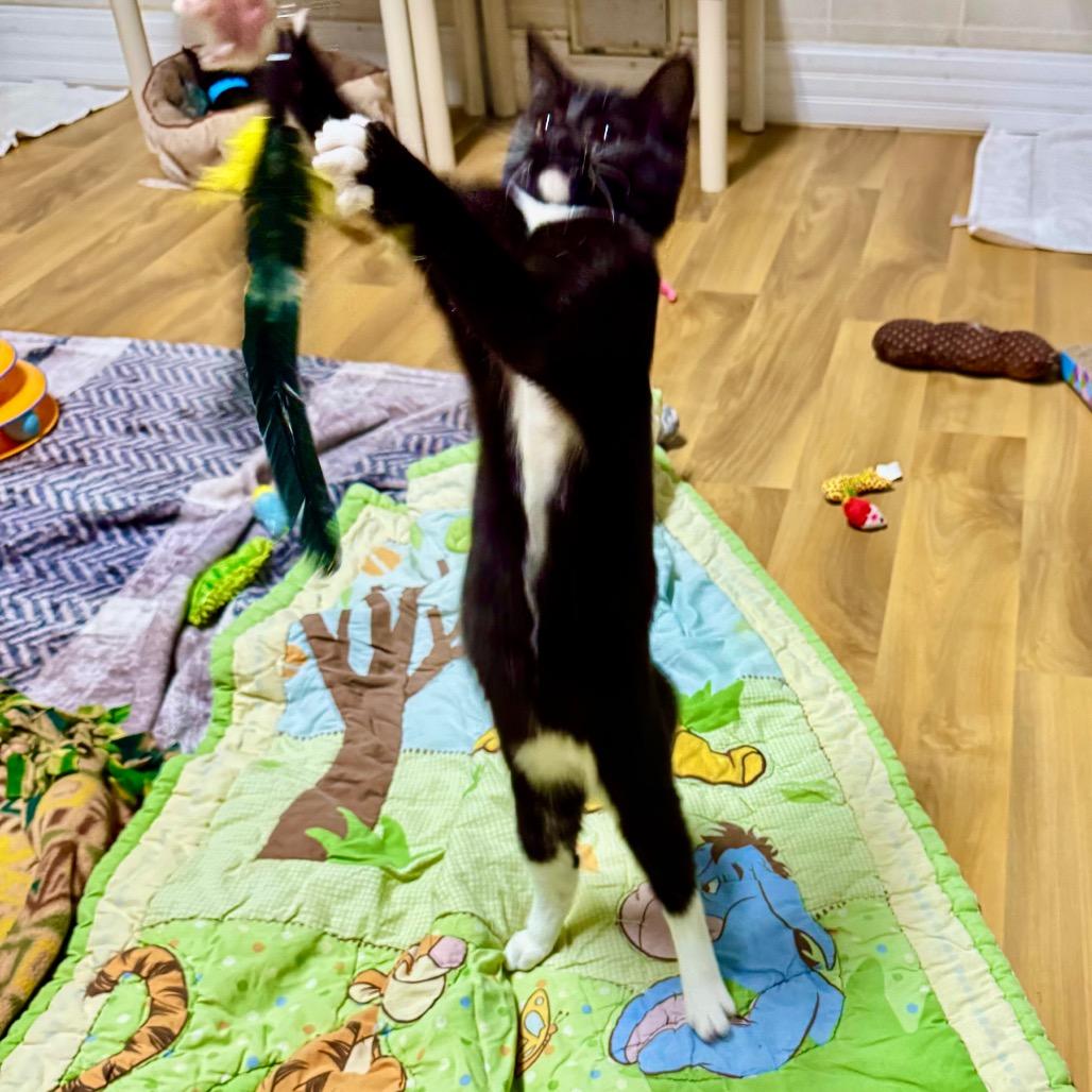 Enlarge Beth, a Adoptable Domestic Short Hair in Franklin, NC image 3/6