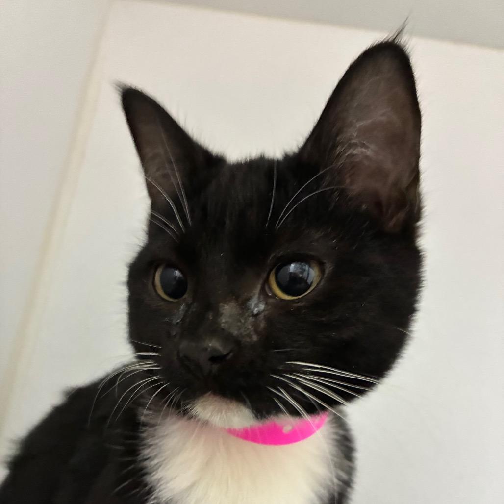 Enlarge Beth, a Adoptable Domestic Short Hair in Franklin, NC image 4/6