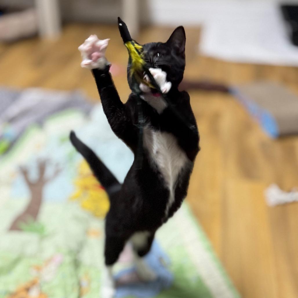 Enlarge Beth, a Adoptable Domestic Short Hair in Franklin, NC image 5/6