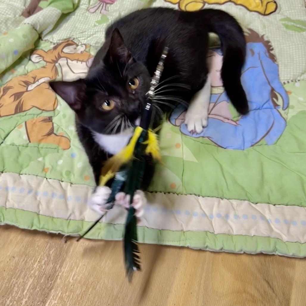 Enlarge Beth, a Adoptable Domestic Short Hair in Franklin, NC image 6/6