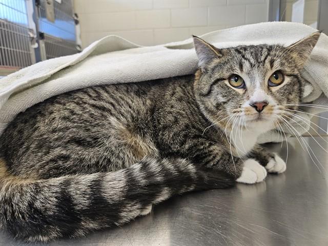 Enlarge BOBSLEIGH, a Adoptable Domestic Short Hair in Brighton, CO image 1/1