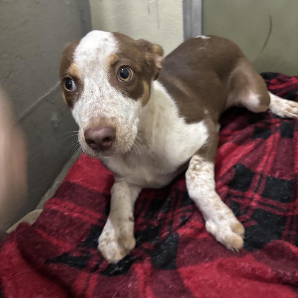 Buttercup/sally, Adoptable, Puppy Female Mixed Breed.