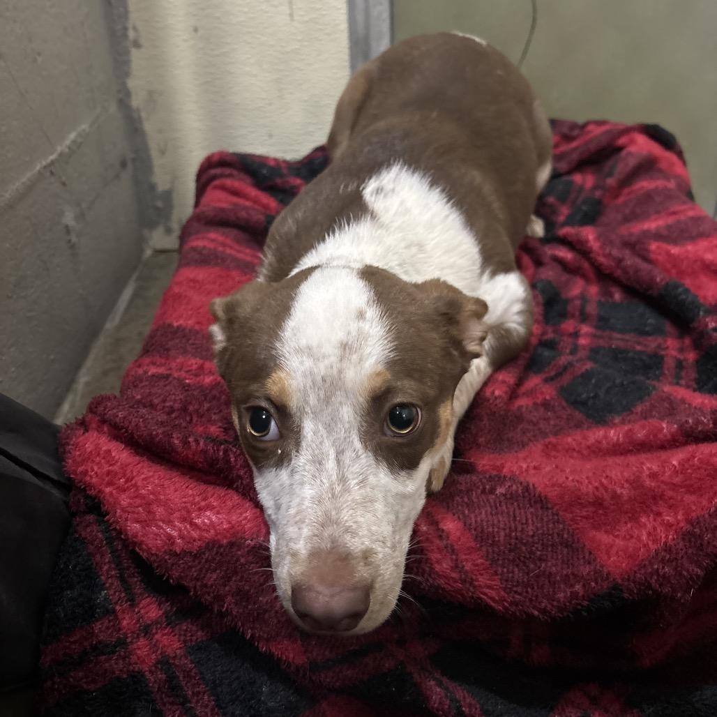 Enlarge Buttercup/sally, a Adoptable Mixed Breed in Franklin, NC image 2/6