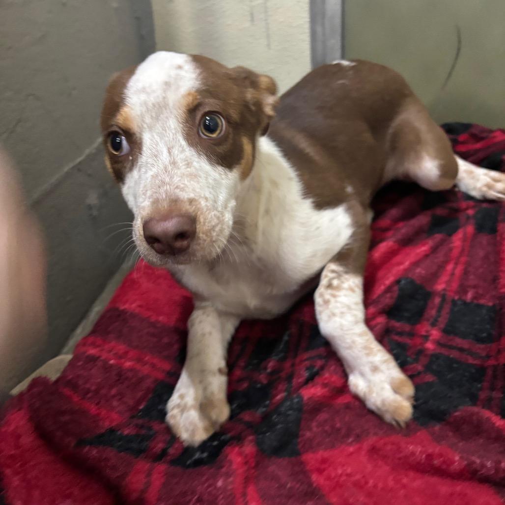 Enlarge Buttercup/sally, a Adoptable Mixed Breed in Franklin, NC image 3/6