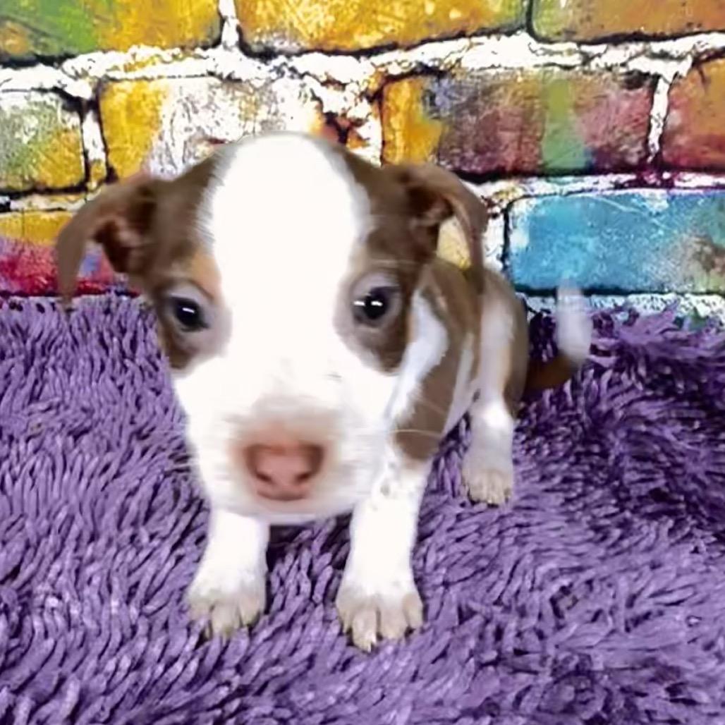 Enlarge Buttercup/sally, a Adoptable Mixed Breed in Franklin, NC image 1/5