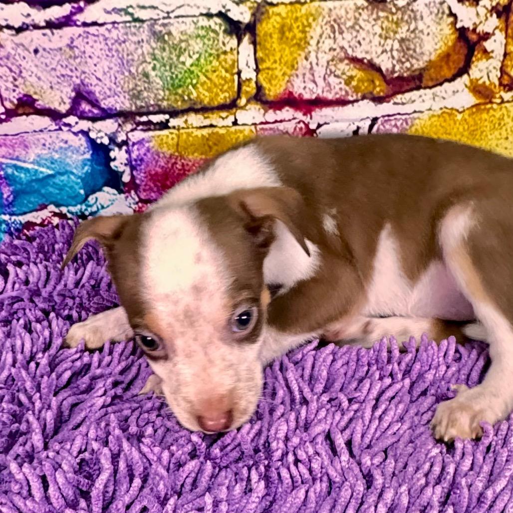 Enlarge Buttercup/sally, a Adoptable Mixed Breed in Franklin, NC image 2/5