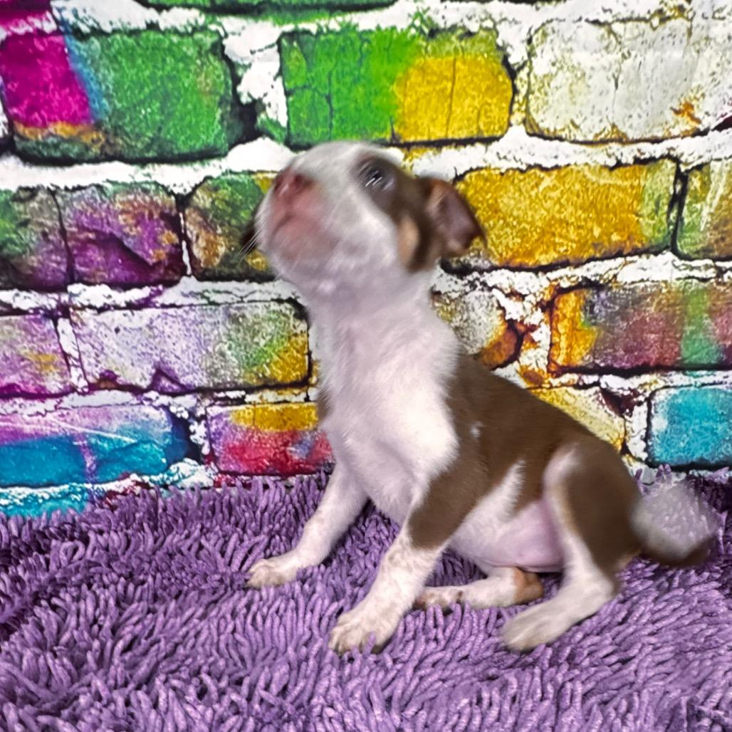 Enlarge Buttercup/sally, a Adoptable Mixed Breed in Franklin, NC image 3/5