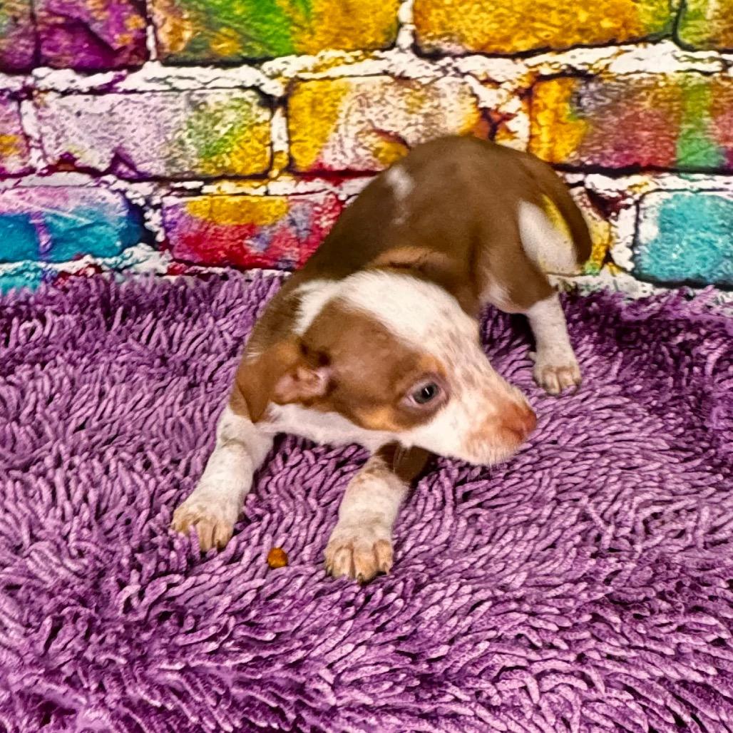 Enlarge Buttercup/sally, a Adoptable Mixed Breed in Franklin, NC image 4/5