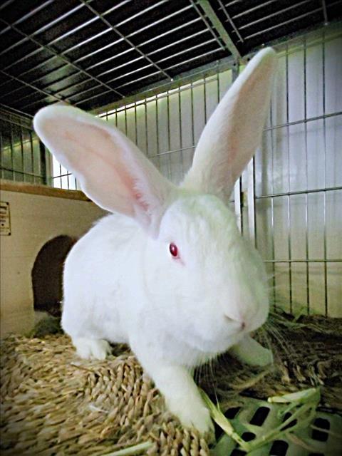 PETER, Adoptable, Young Male Bunny Rabbit.