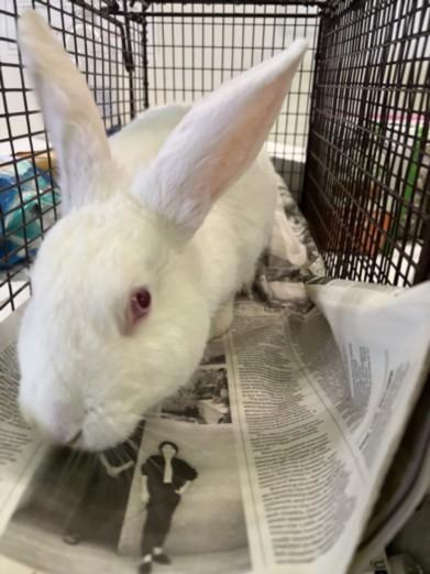 Enlarge PETER, a Adoptable Bunny Rabbit in Los Angeles, CA image 1/1