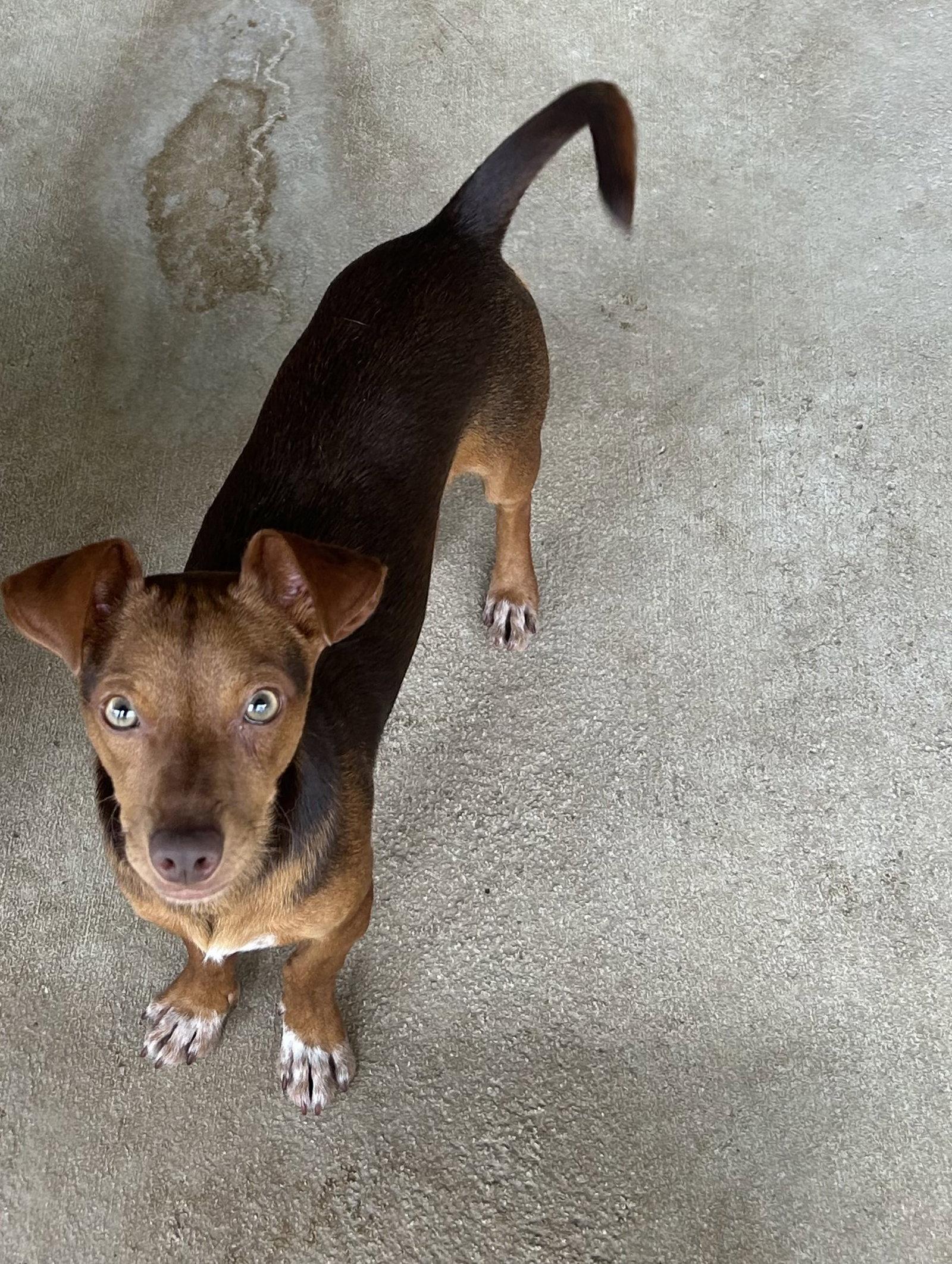 Melvin, Adopted, Young Male Chihuahua.