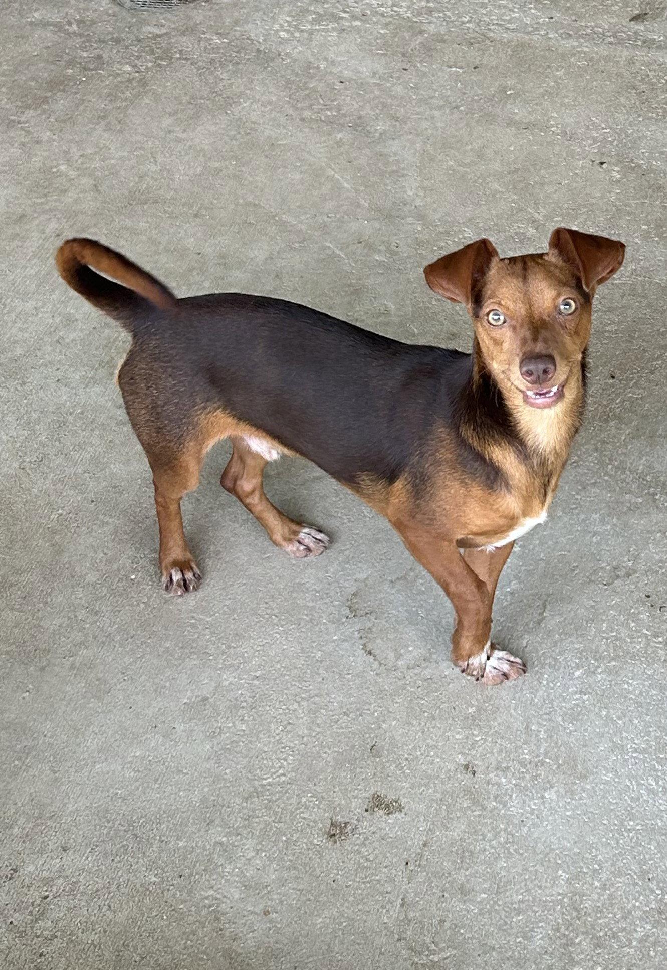Melvin, a Adopted Chihuahua in Pipe Creek, TX image 2/3