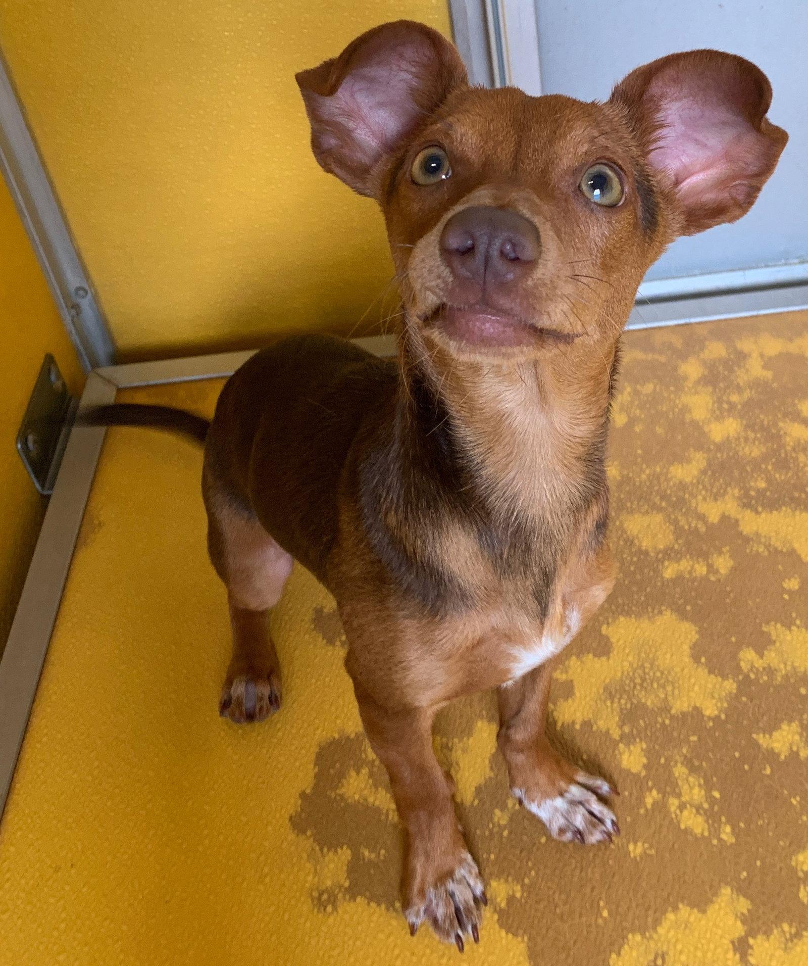 Melvin, a Adopted Chihuahua in Pipe Creek, TX image 3/3