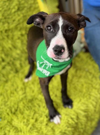 Kookaburra, Adoptable, Young Female Pit Bull Terrier & Poodle.