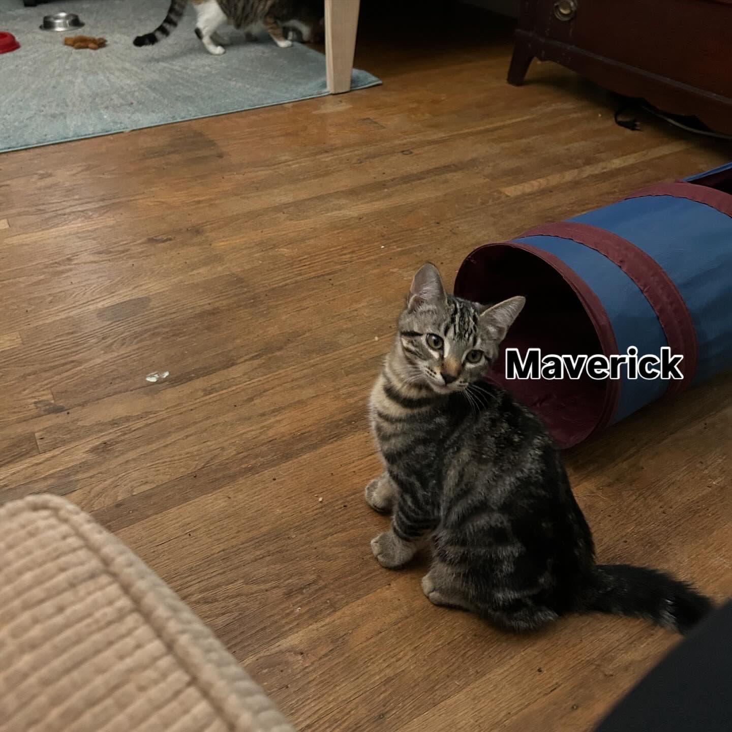 Maverick, ADOPTABLE, Kitten Male Domestic Short Hair.