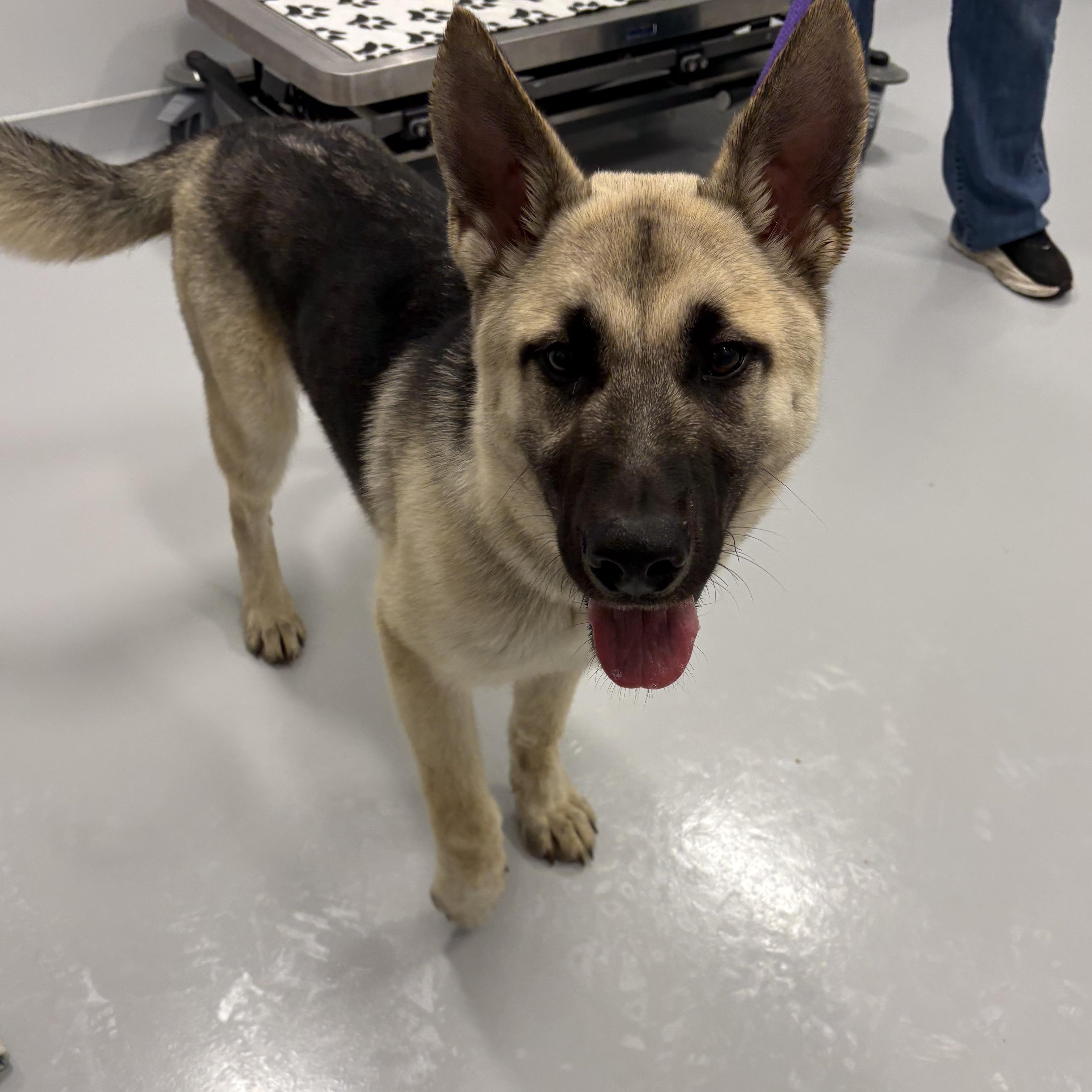 Enlarge Ranger, a ADOPTABLE German Shepherd Dog in Kankakee, IL image 2/2