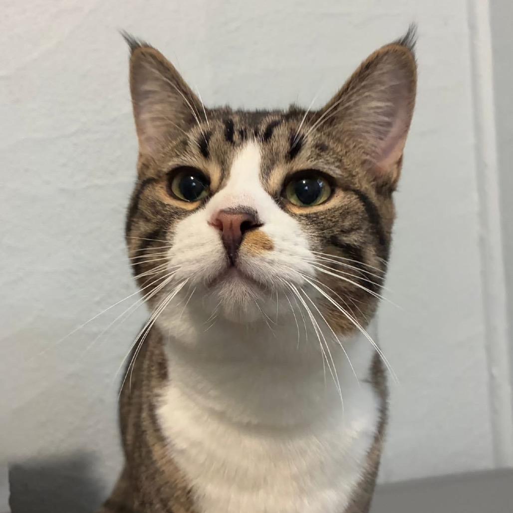 Enlarge Gavin, a Adoptable Tabby in Richland, MI image 2/3