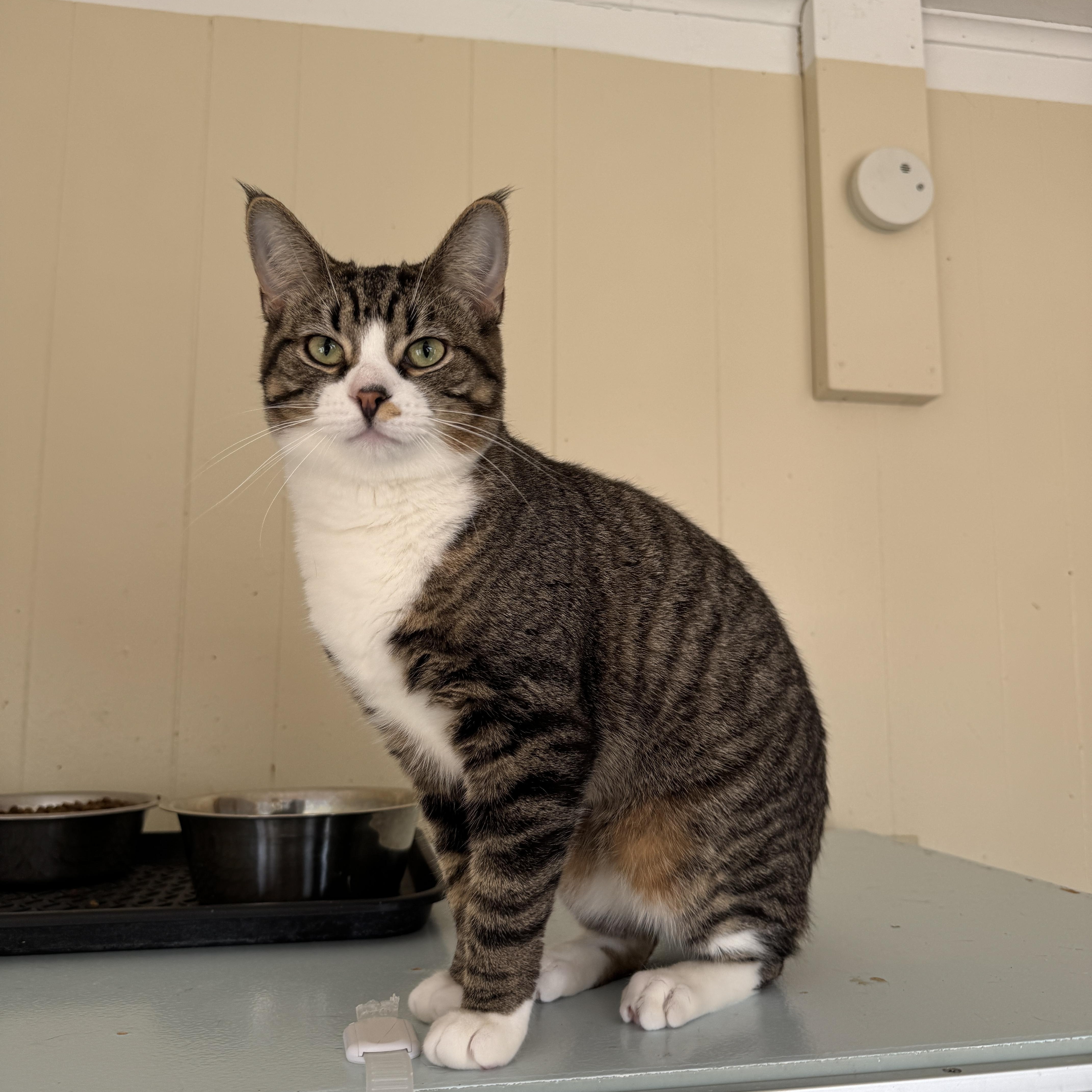 Enlarge Gavin, a Adoptable Tabby in Richland, MI image 4/4