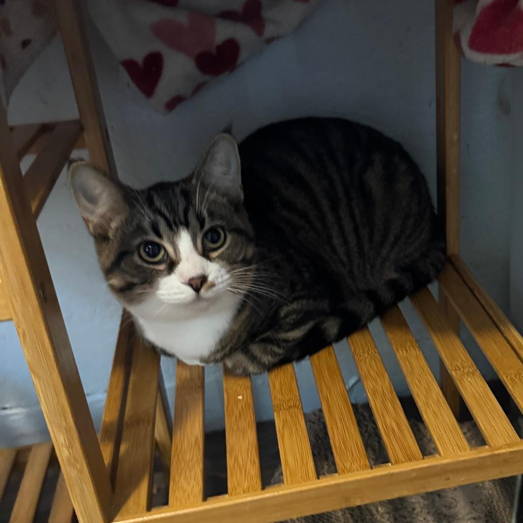 Enlarge Gavin, a Adoptable Tabby in Richland, MI image 3/3