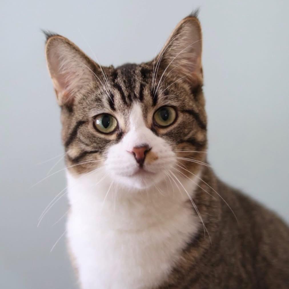 Gavin, Adoptable, Young Female Tabby.