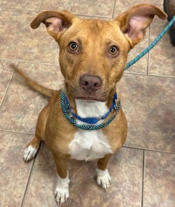 Kelly, a Adoptable mixed breed in Littleton, CO image 1/4