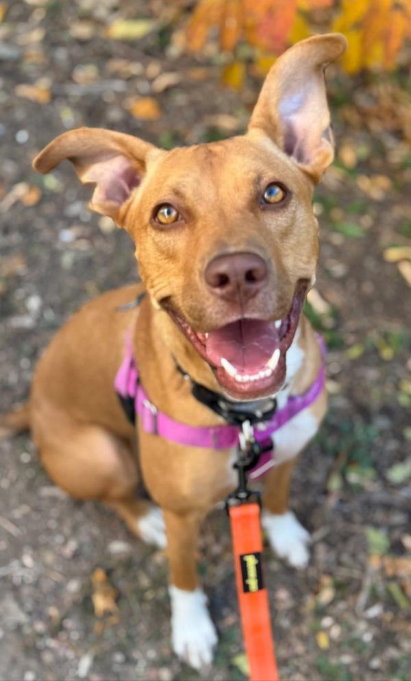 Kelly, a Adoptable mixed breed in Littleton, CO image 3/4