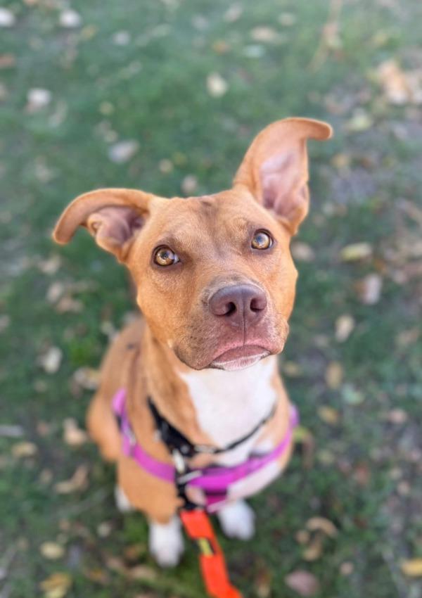 Kelly, a Adoptable mixed breed in Littleton, CO image 4/4