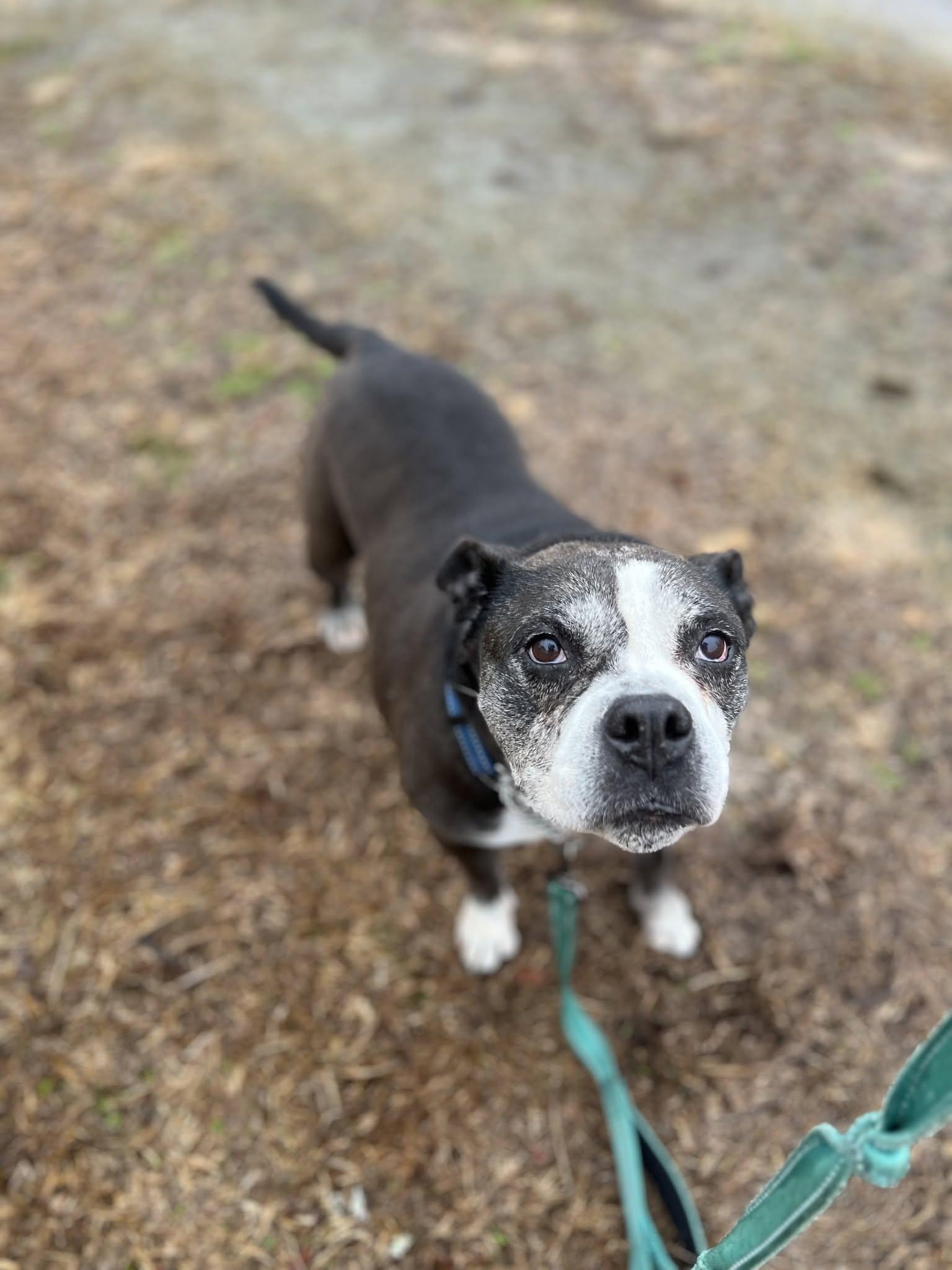 Millie, ADOPTABLE, Senior Female American Bully.
