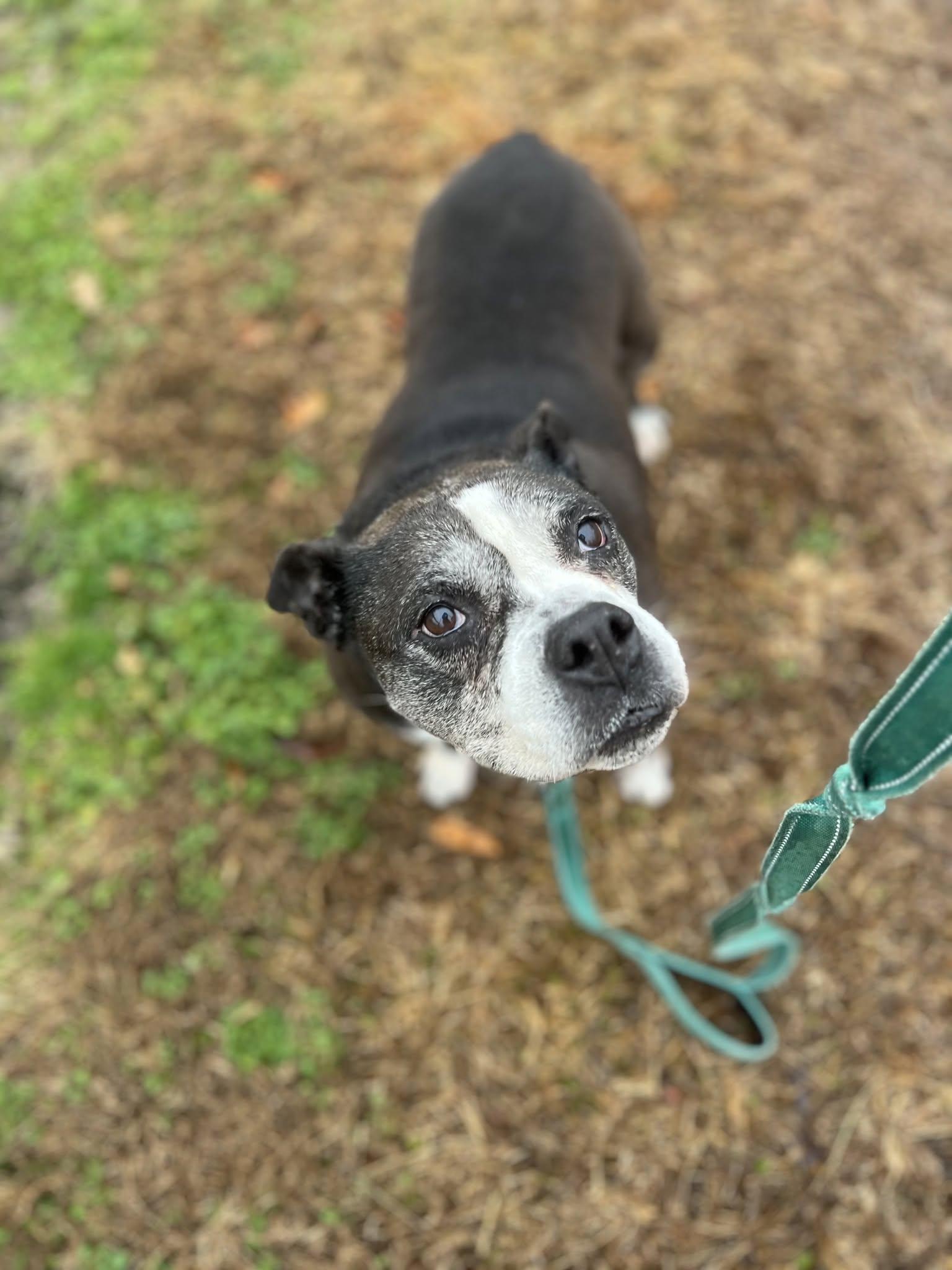 Enlarge Millie, a ADOPTABLE mixed breed in Ayden, NC image 3/4