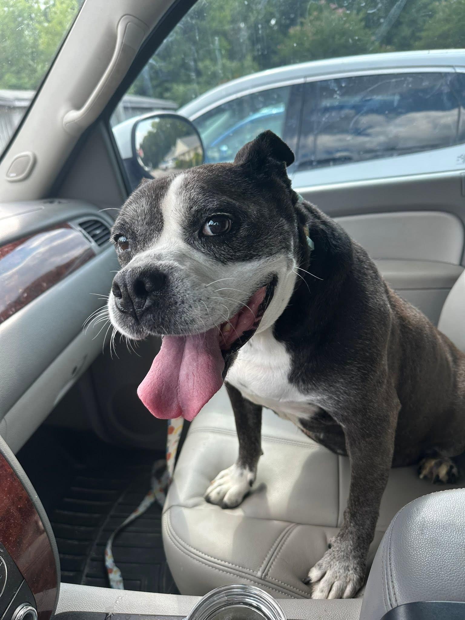 Enlarge Millie, a ADOPTABLE mixed breed in Ayden, NC image 2/4