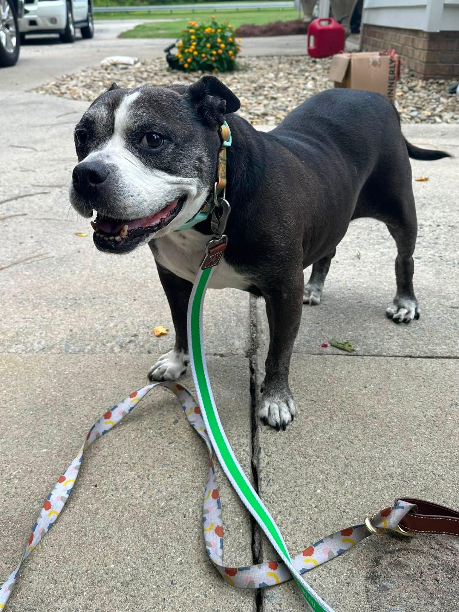 Millie, a ADOPTABLE mixed breed in Ayden, NC image 1/5