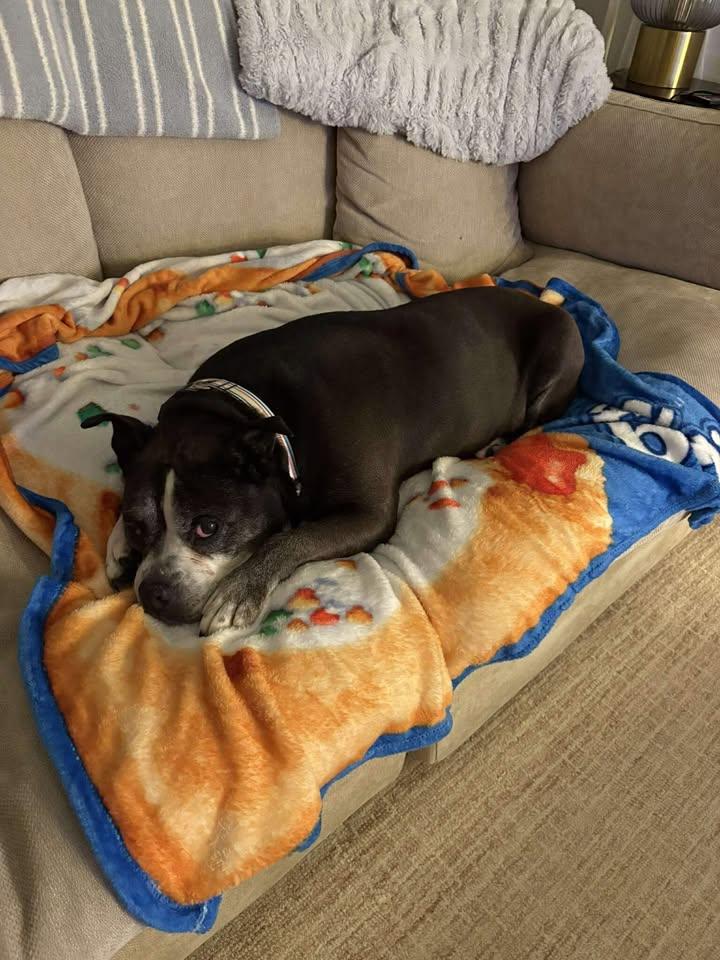 Enlarge Millie, a ADOPTABLE mixed breed in Ayden, NC image 4/4