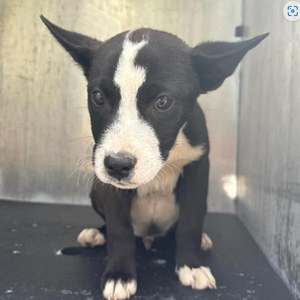 Enlarge Karl, a Adoptable mixed breed in Tom’s river, NJ image 4/4