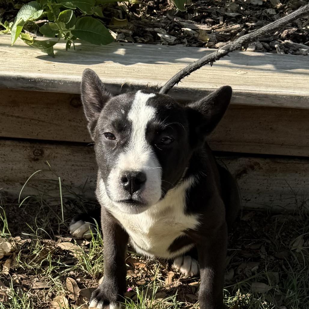Enlarge Karl, a Adoptable mixed breed in Tom’s river, NJ image 2/4