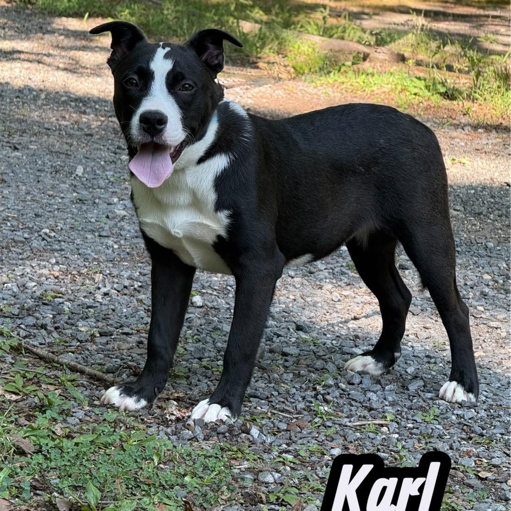 Karl, Adoptable, Adult Male Terrier & Mixed Breed.